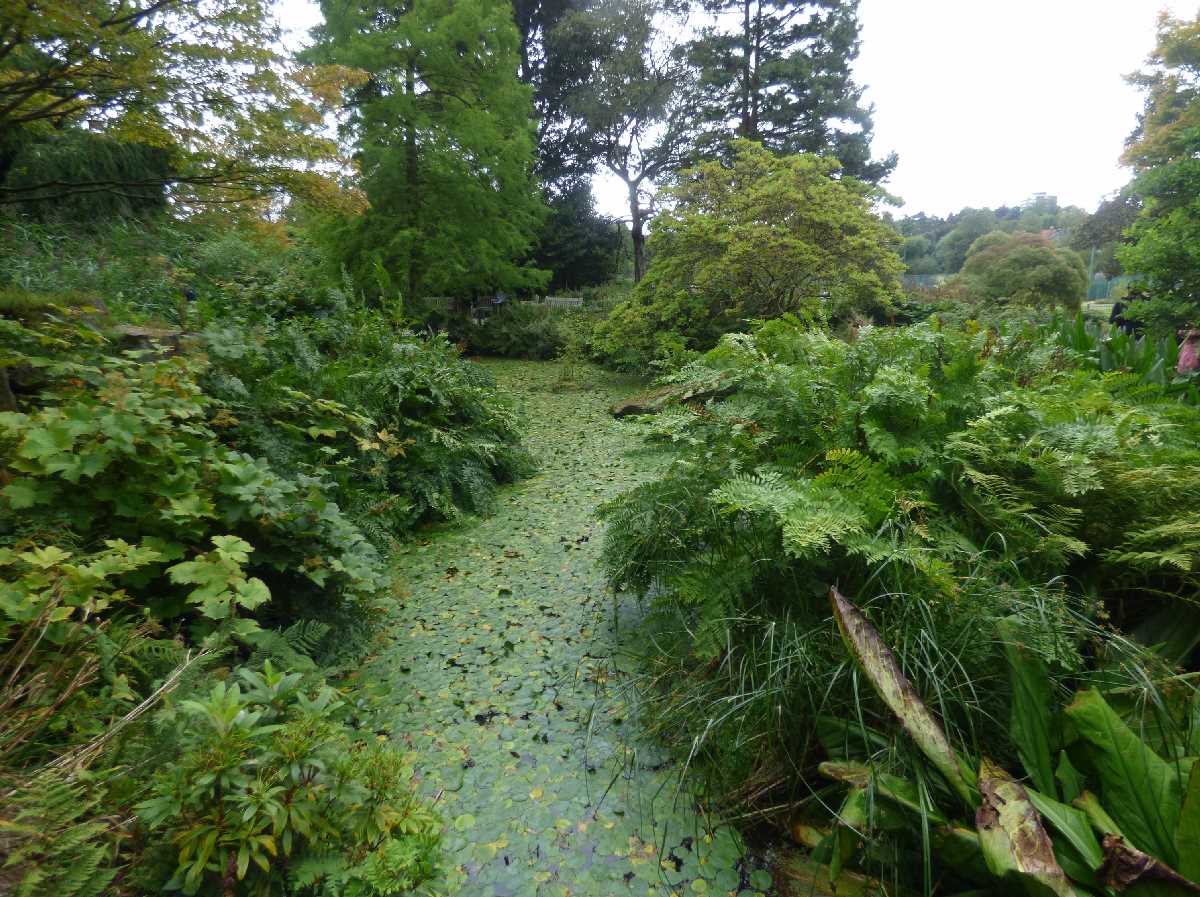 Rock Garden and Pool - Birmingham Botanical Gardens (September 2019)